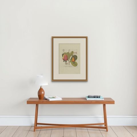 Antique Botany Print of a Cashew Tree by Plenck, 'circa 1790', shown framed on a wall, true to size