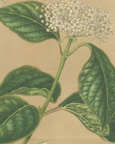Viburnum Macrophyllum, Flowering Branch on Buff Ground, 1859, close-up 2