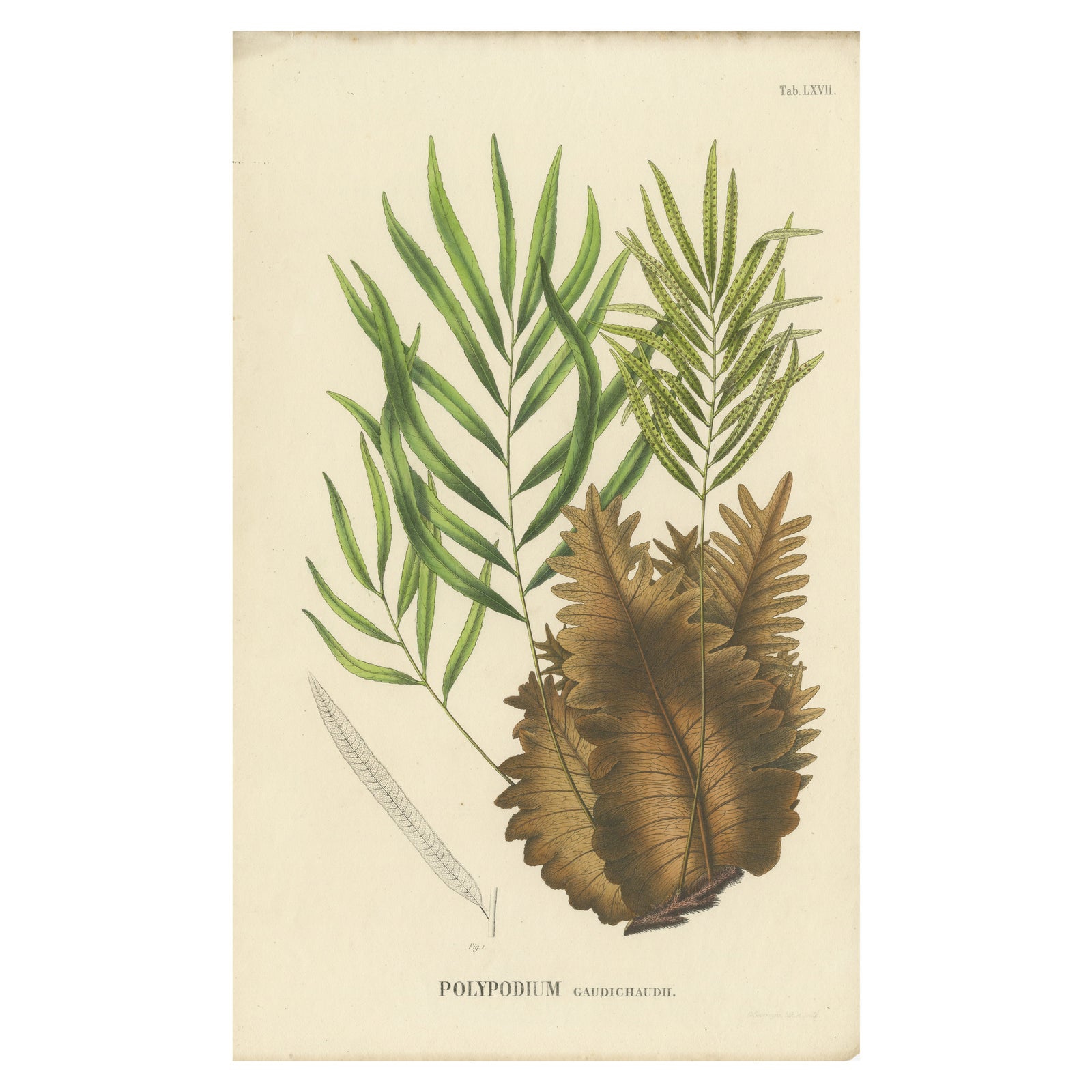 Rare, Artfully Crafted Lithograph of Ferns of Java 'Polypodium', 1829