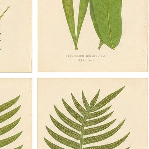 Set of 10 Original Antique Fern Lithographs by Edward J. Lowe, 1856, close-up 2