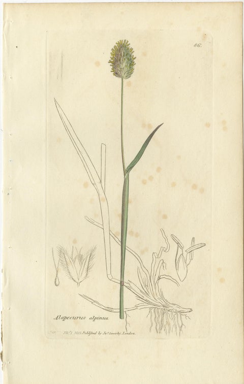 Set of 8 Antique Engravings of Meadow Grasses: Timothy & Foxtail, c.1830, view 7