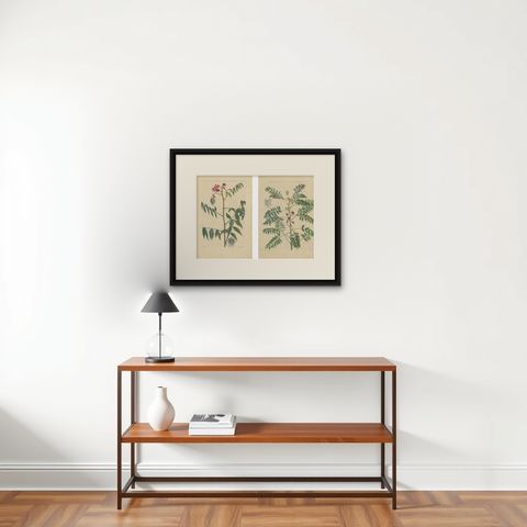 Set, Cassia Barbadensis & Marilandica, Botanical Prints by John Martyn c.1728, shown framed on a wall, true to size
