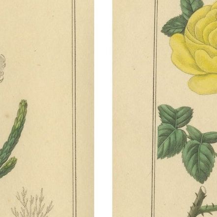 Pair of Hand-Colored Victorian Botanical Prints by B. Maund 1836, close-up 1
