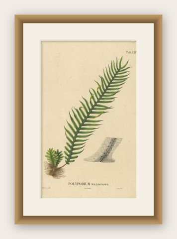 Beautiful, Artfully Crafted Lithograph of Ferns of Java 'Polypodium', 1829, shown framed
