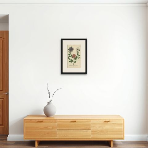 Antique Botanical Engraving of Tree Mallow Flowers, Weinmann, 1737, shown framed on a wall, true to size
