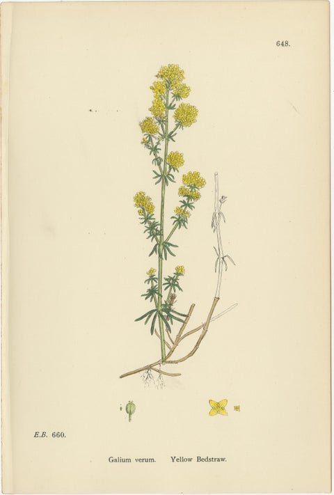 Antique Botanical Prints, Decorative Set of 10 Bedstraw Plant Engravings, 1902, view 5