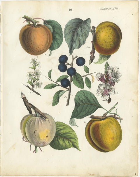 Antique Fruit Chromolithographs, Apples & Plums, Set of Six, Calwer 1854, view 3