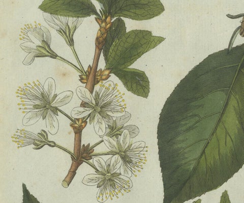Botanical Study of Plum and Cherry Blossoms and Fruits, Hand-Coloured in 1805, close-up 2