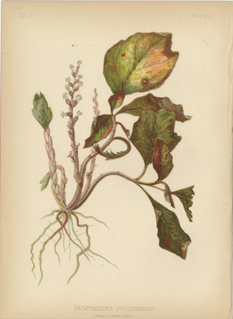 Native US Flora, Four Original Botanical Chromolithograps, 1879, view 3