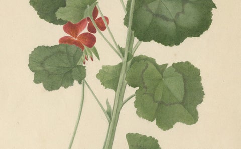 Two Stems with Red Flowers, Botanical Watercolor by A.L., 1819, close-up 3