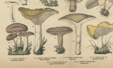 Lactarius Mushrooms, Antique Fungi Lithograph, Natural History Print 1885, close-up 3