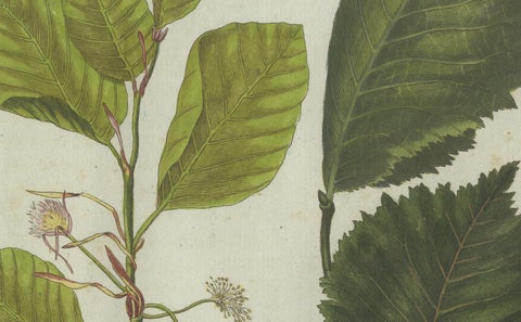 Beech and Elm Leaves, Flowers, and Seeds: A Stunning 1805 Botanical Engraving, close-up 2