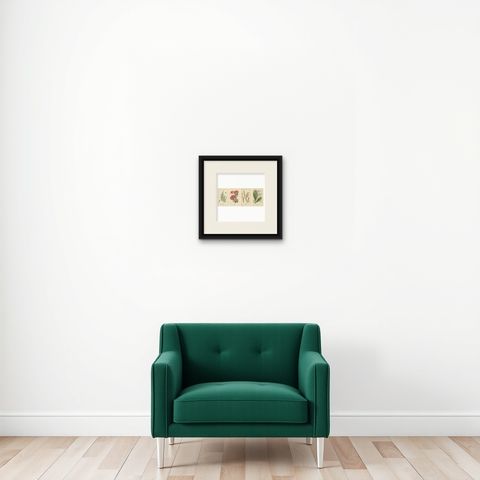 1897 Antique Botanical Prints, Azalea, Heath Varieties and Sea Lavender, shown framed on a wall, true to size