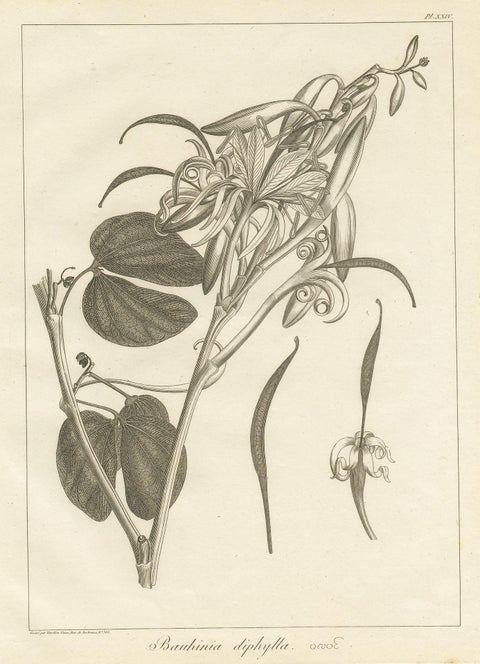 Antique Print of the Bauhinia Diphylla Plant by Symes, 1800, view 3
