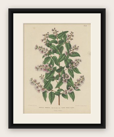 Antique Handcolored Flower Print of the Deutzia Crenata, 1868, shown framed