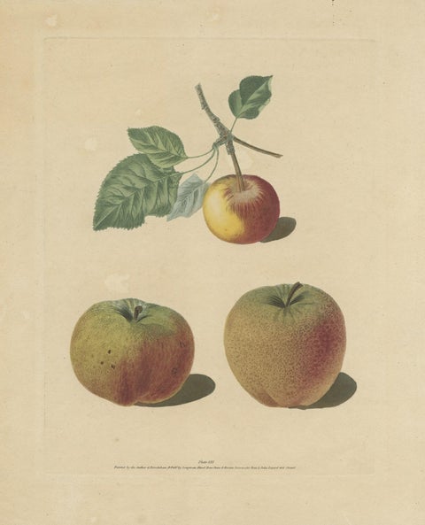 Antique Print of Pomme d'Api, Padly's Pippin and Bigg's Nonsuch Apples, close-up 2