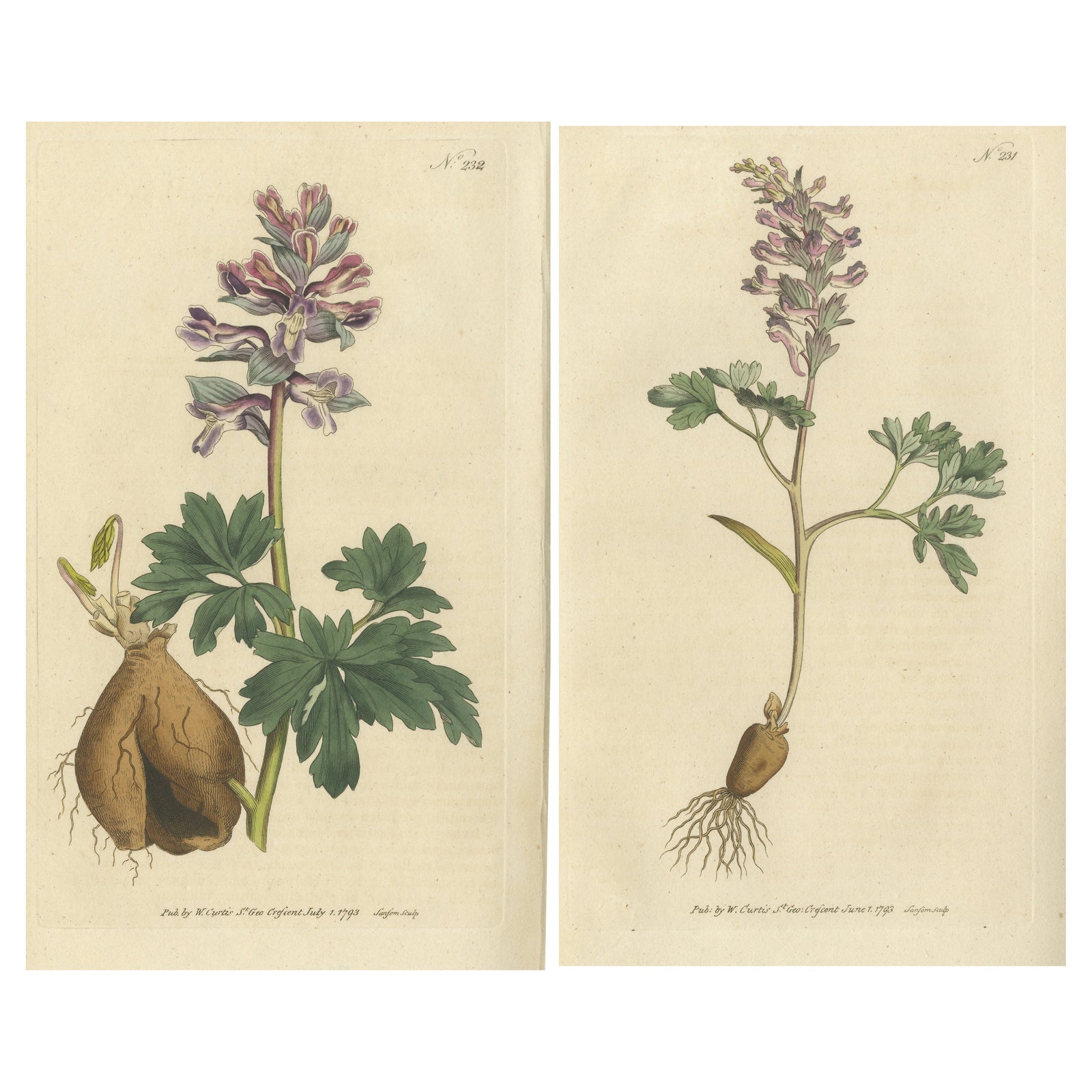 Set of 2 Antique Botany Prints, Solid Rooted and Hollow Rooted Fumitory