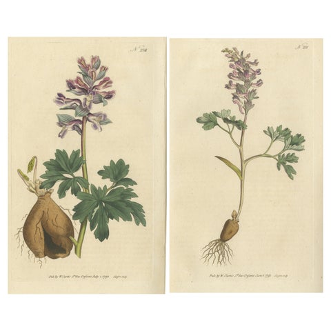 Set of 2 Antique Botany Prints, Solid Rooted and Hollow Rooted Fumitory