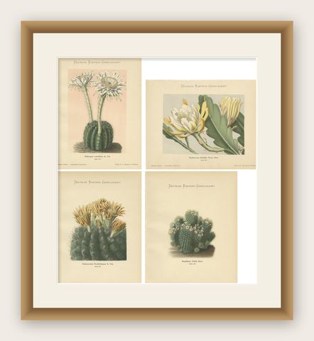 Set of 4 Antique Cactus Prints, Echinopsis Calochlora, Schumann, circa 1900, shown framed