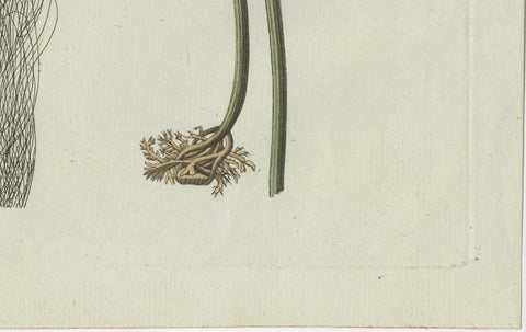 Original Antique Botanical Print of Two Remarkable Seaweeds by Bertuch, 1802, close-up 3