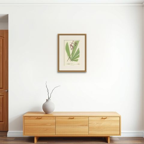 Antique Botany Print of Licuala Gracilis, a Fan Palm, shown framed on a wall, true to size