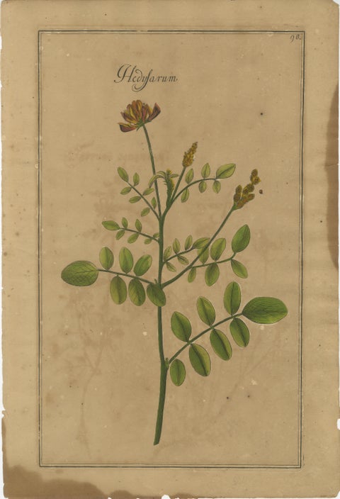 Decorative Set of 3 Antique Botanical Prints, Wildflowers of Leipzig 1690s, view 3