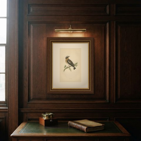 Whinchat on a Conifer Twig, Hand Colored Wood Engraving, Morris, 1896, shown framed on a wall, true to size