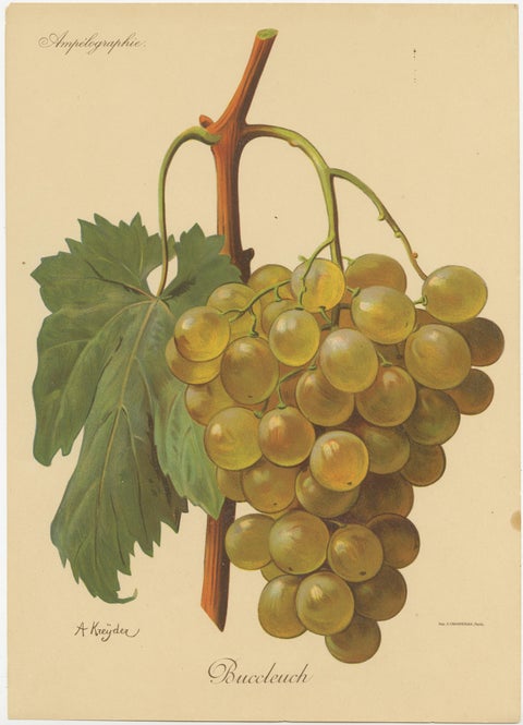 Set of four Antique Prints of Green / White Grape Varieties, view 2