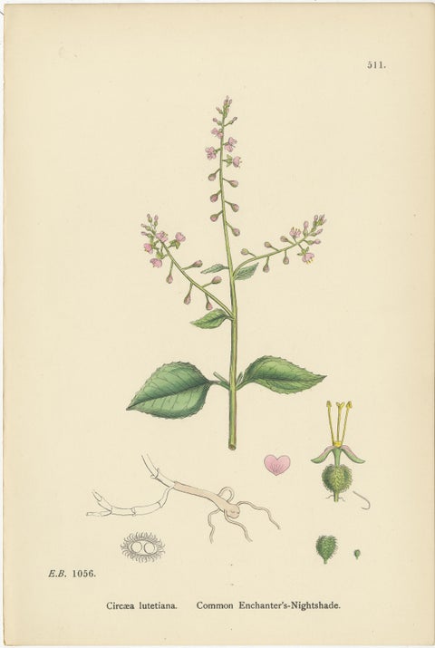 Engravings of Evening-Primrose, Marsh Isnardia, and Enchanter’s Nights, 1902, view 4