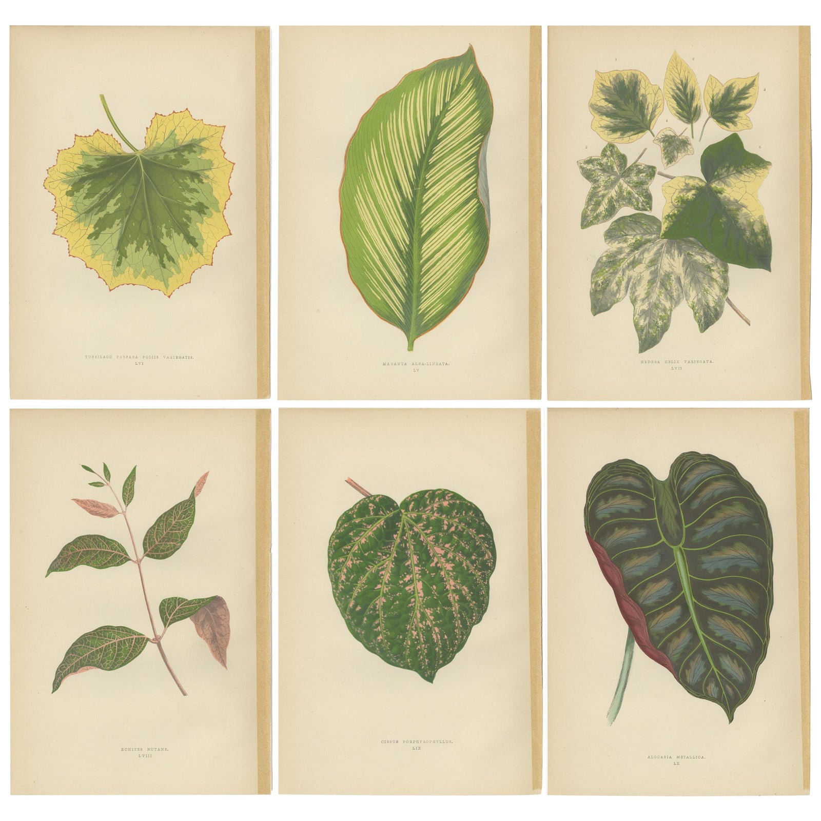 Set of 6 Botany Prints, Alocasia Metallica, Echites Nutans (1891)
