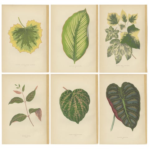 Set of 6 Botany Prints, Alocasia Metallica, Echites Nutans (1891)