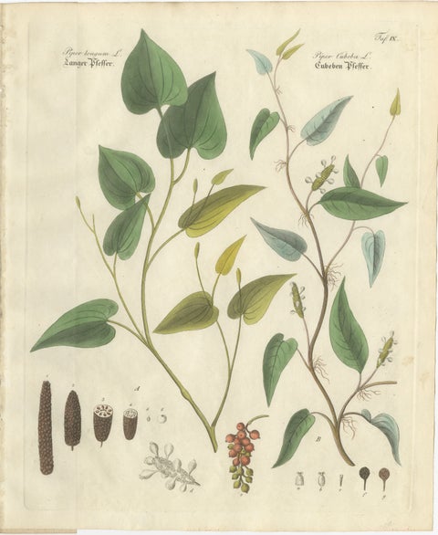 Antique Long & Cubeb Pepper Botanical Print, Piper Species, c.1831, view 2