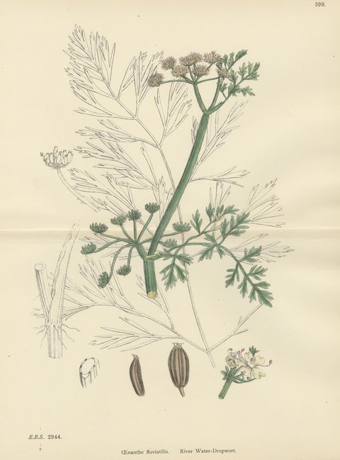 Antique British Botanical Print of River Water-Dropwort, Hand-Colored, c.1902, close-up 1