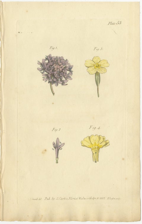 Antique Botanical Engraving of Dyer's Alkanet and Primrose Varieties, 1803, view 2