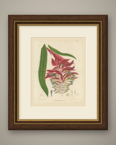 Billbergia Moreliana, Bromeliad in Flower Chromolithograph Plate II, 1859, shown framed
