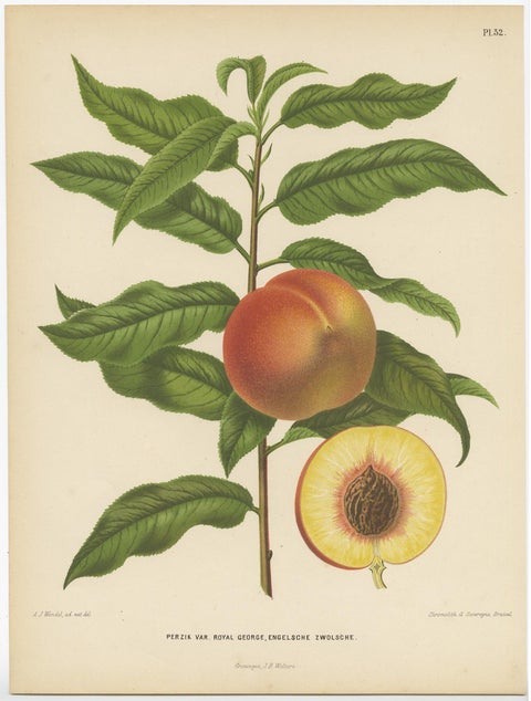 Antique Print of the Royal George Peach Severeyns, 1876, view 2