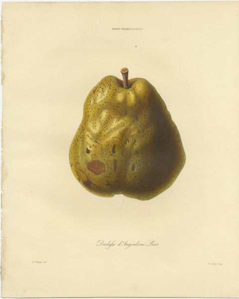 Set of 2 Antique Prints of the Duchesse d'Angouleme Pear and Others, view 2