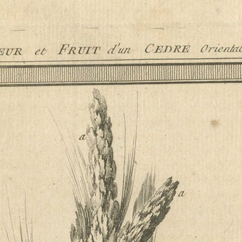 Antique Print of the Flower and Fruit of an Oriental Cedar, 1768, close-up 1