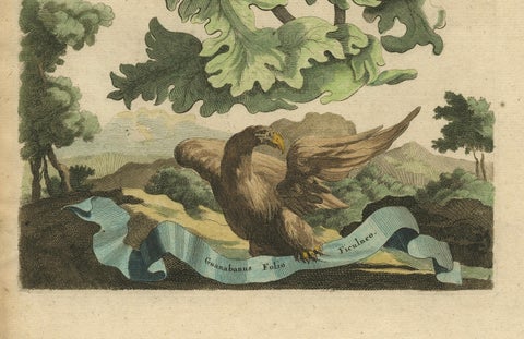 Botanical Illustration of Soursop (Annona muricata) from Munting’s 1696 Herbal, close-up 2