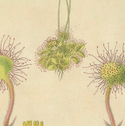 The Delicate Predator: Botanical Illustrations of Drosera, 1777, close-up 6