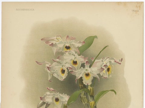Large Antique Botanical Print, Orchid Dendrobium Melanodiscus, c.1888, close-up 1