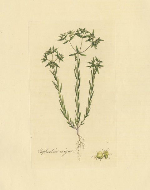Antique Botany Print of Euphorbia Exigua by Curtis, circa 1817, view 2