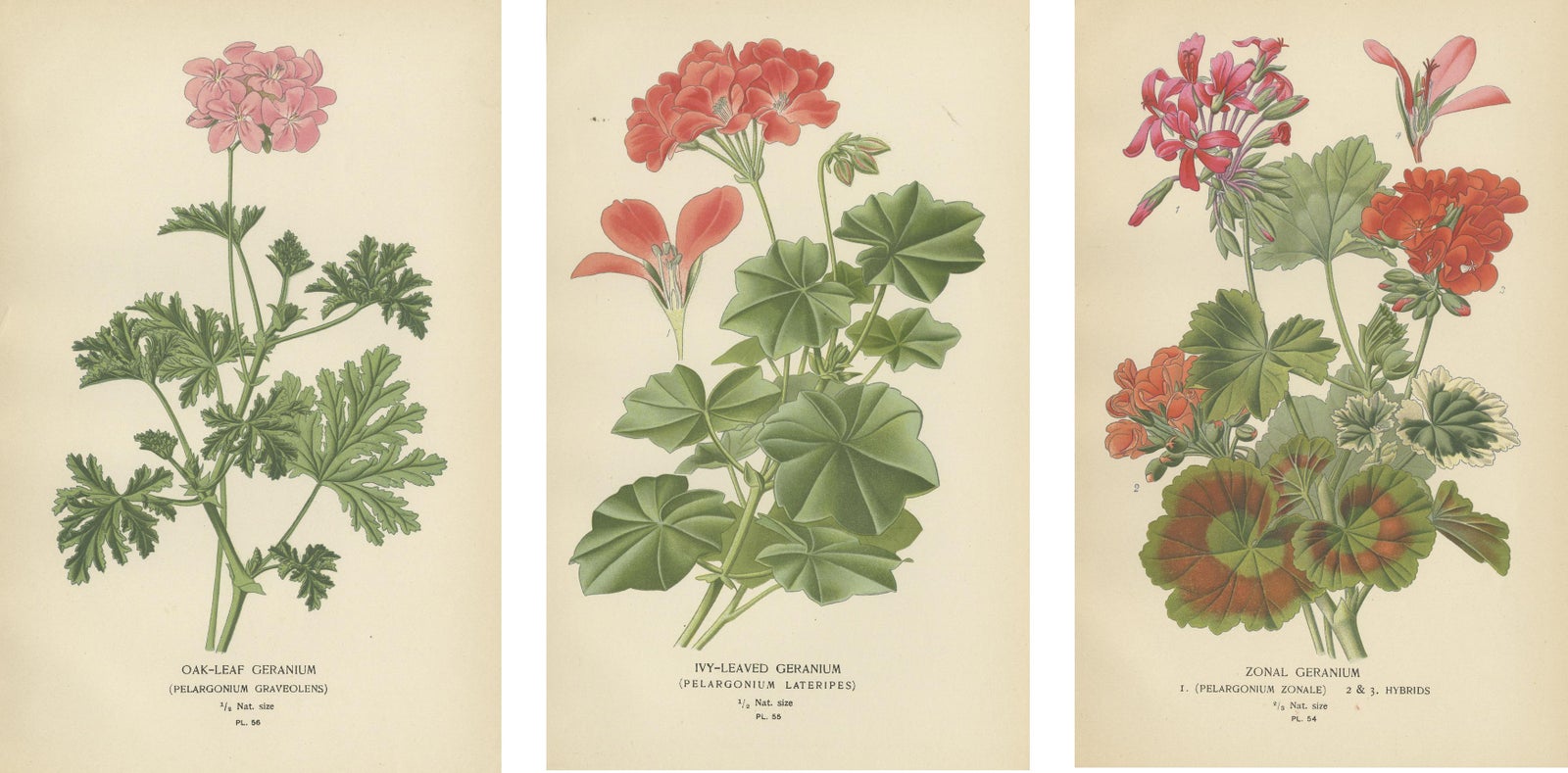 Heritage Blooms: A Triptych of Geranium Varietals, 1896