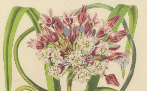Twining Brodiaea Botanical Illustration by Louis van Houtte, 19th Century, close-up 2