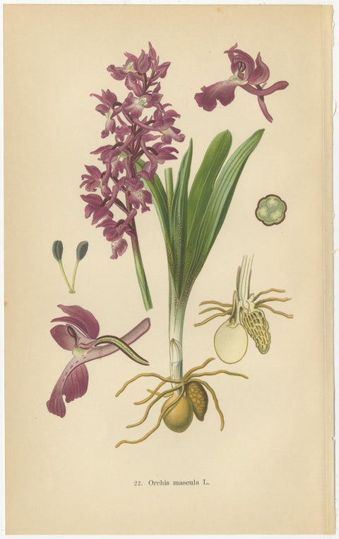 German Meadow Orchids: A Heritage of Botanical Artistry, 1904, view 5