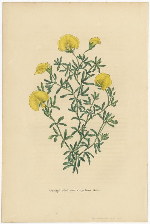 Set of 2 Antique Botany Prints, Dietes Bicolor Plant, Gompholobium '1846', view 3
