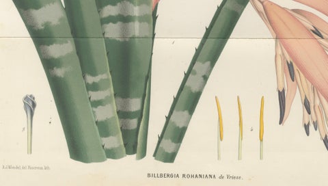 Antique Botanical Lithograph, Rohan’s Billbergia, de Vriese, 1856, close-up 1