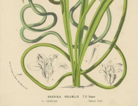 Twining Brodiaea Botanical Illustration by Louis van Houtte, 19th Century, close-up 3