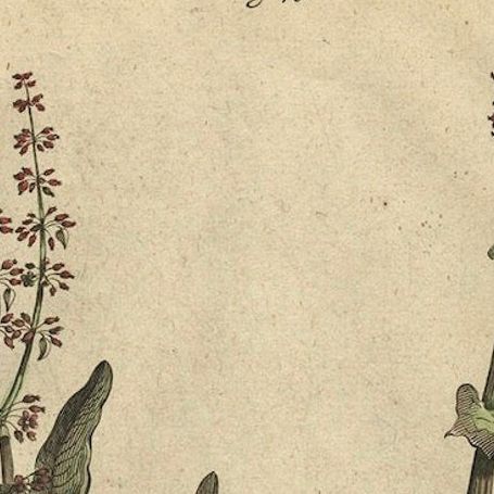 Botanical Illustration of Large Spanish Sorrel (Acetosa Hispanica Maxima), 1696, close-up 5