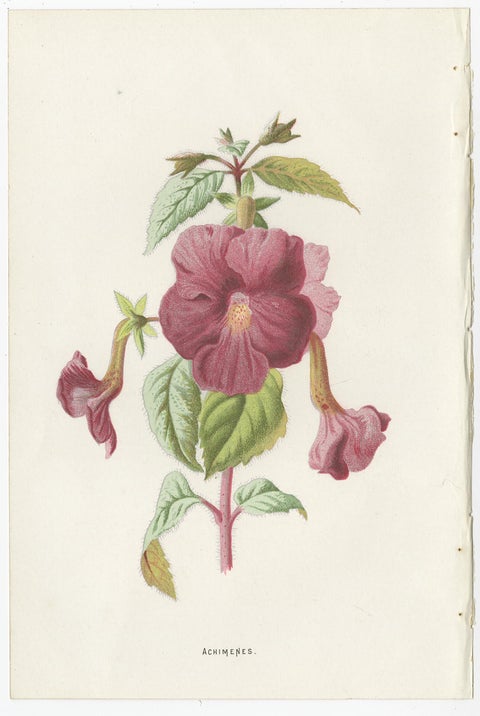 Set of Three Botany Prints Avens, Lachenalia, Achimenes, view 4